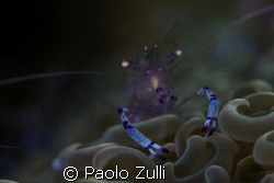 "le chele azzurre"450d+60macro canon by Paolo Zulli 